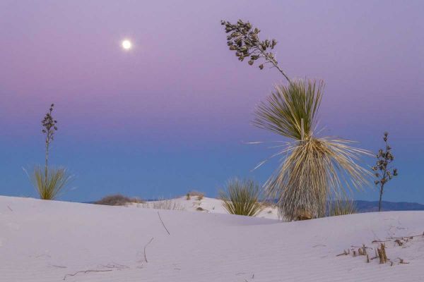 New Mexico, White Sands NM Moonrise over desert
